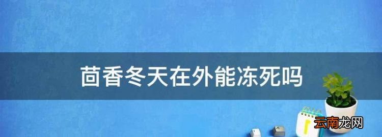 茴香多少度会冻死，茴香冬天在外能冻死