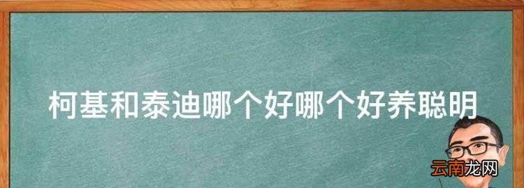 柯基和泰迪哪个好哪个好养聪明