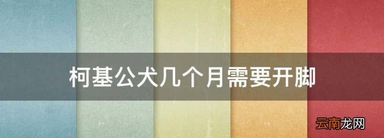 柯基公犬几个月需要开脚