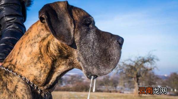 卡斯罗犬口水多么，杜高与卡斯罗的性格对比