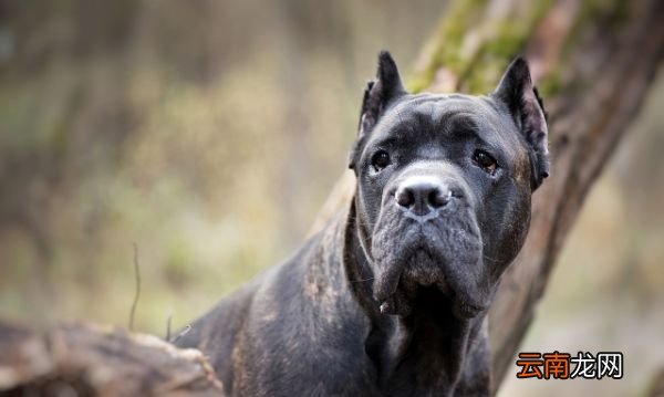 卡斯罗犬口水多么，杜高与卡斯罗的性格对比