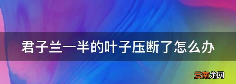 君子兰一半的叶子压断了怎么办