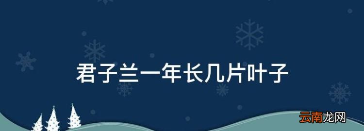 君子兰一年长几片叶子